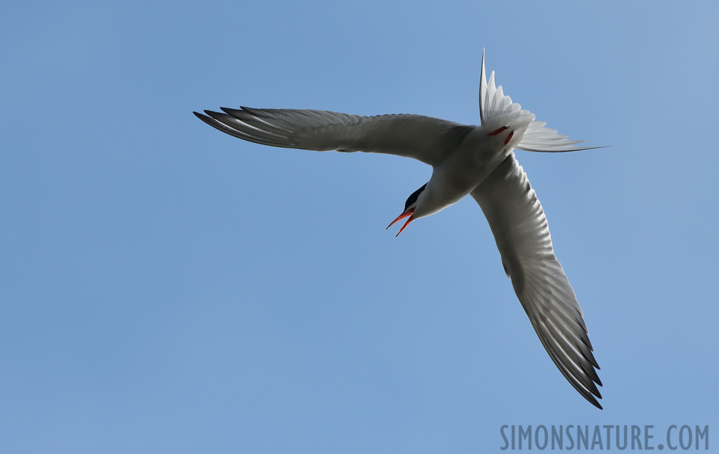 Sterna hirundo hirundo [400 mm, 1/6400 Sek. bei f / 8.0, ISO 1600]